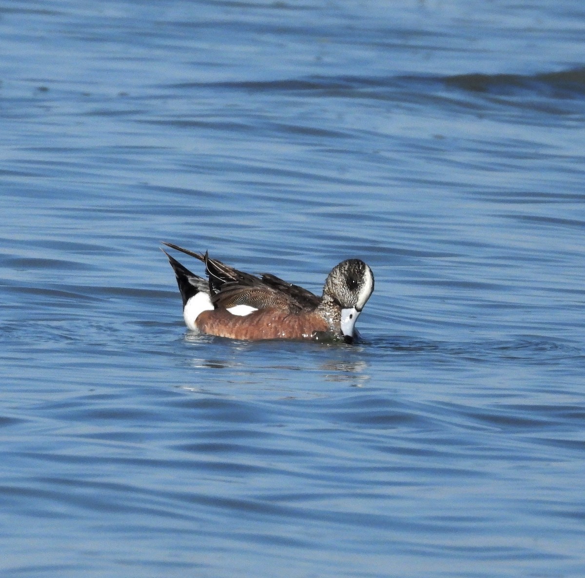 American Wigeon - ML617573341