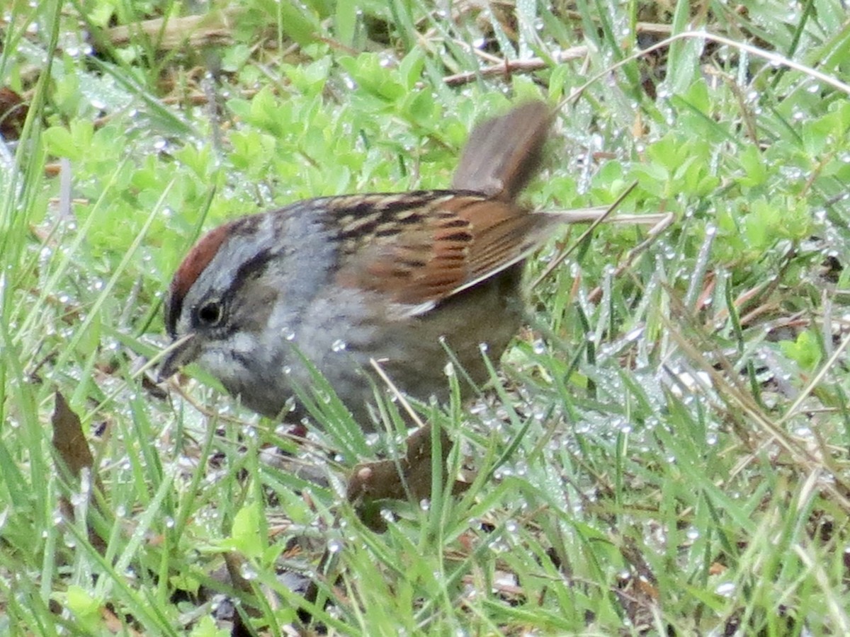 Swamp Sparrow - ML617573347