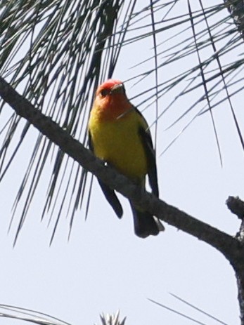 Western Tanager - ML617573418