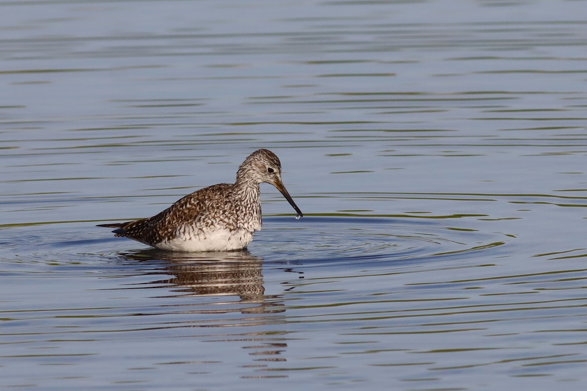 Greater Yellowlegs - ML617573429