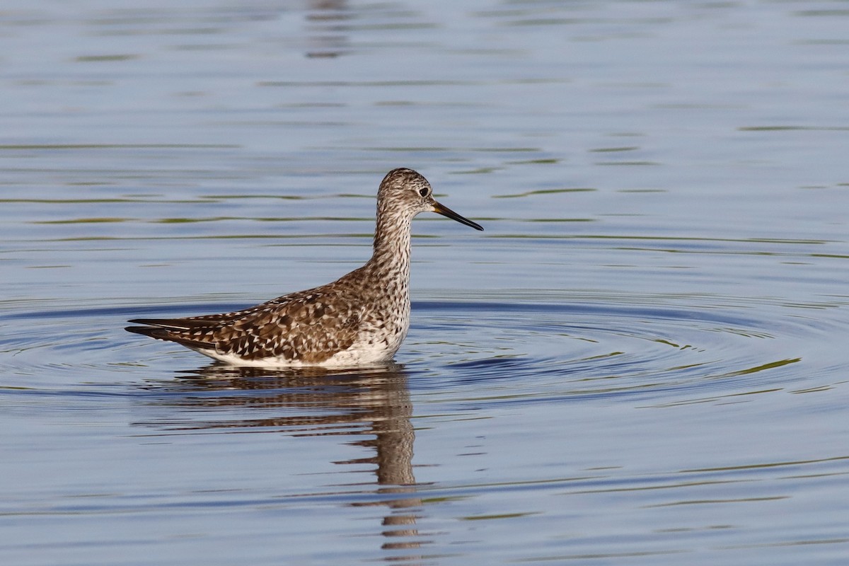 Greater Yellowlegs - ML617573430