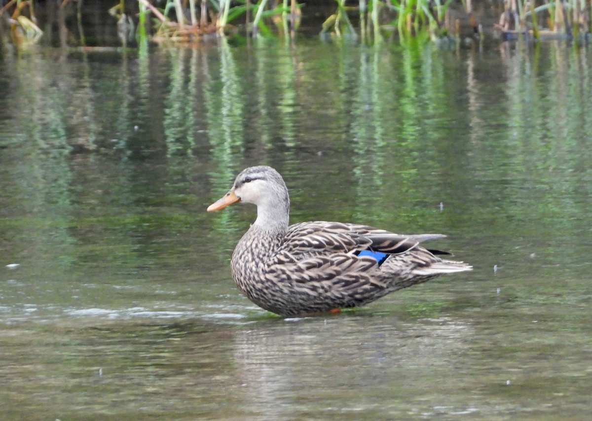 Mexican Duck - ML617573460