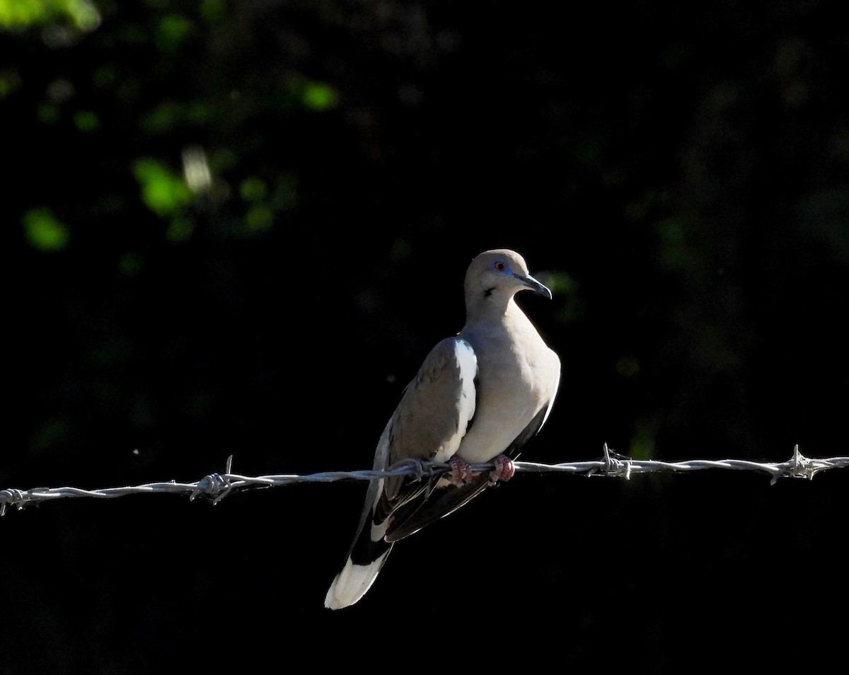 White-winged Dove - Duncan Poole