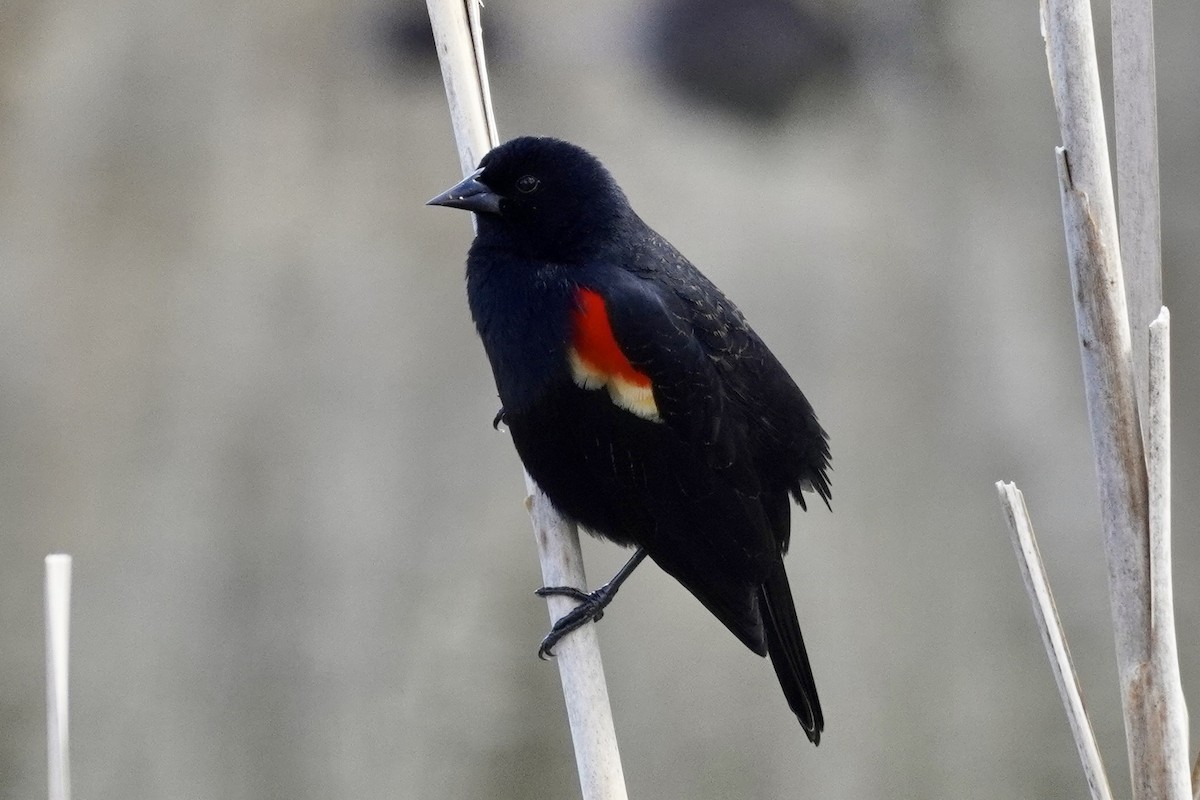 Red-winged Blackbird - ML617573527