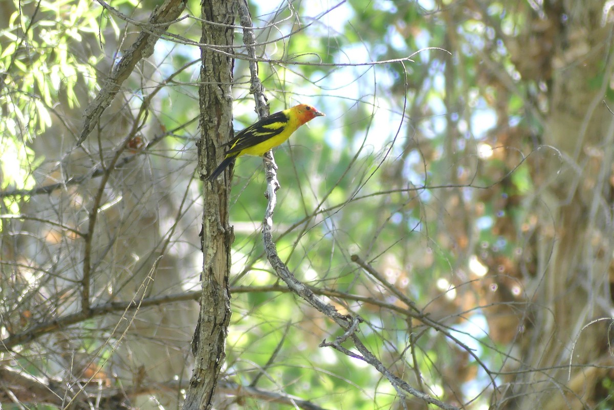 Western Tanager - ML617573538