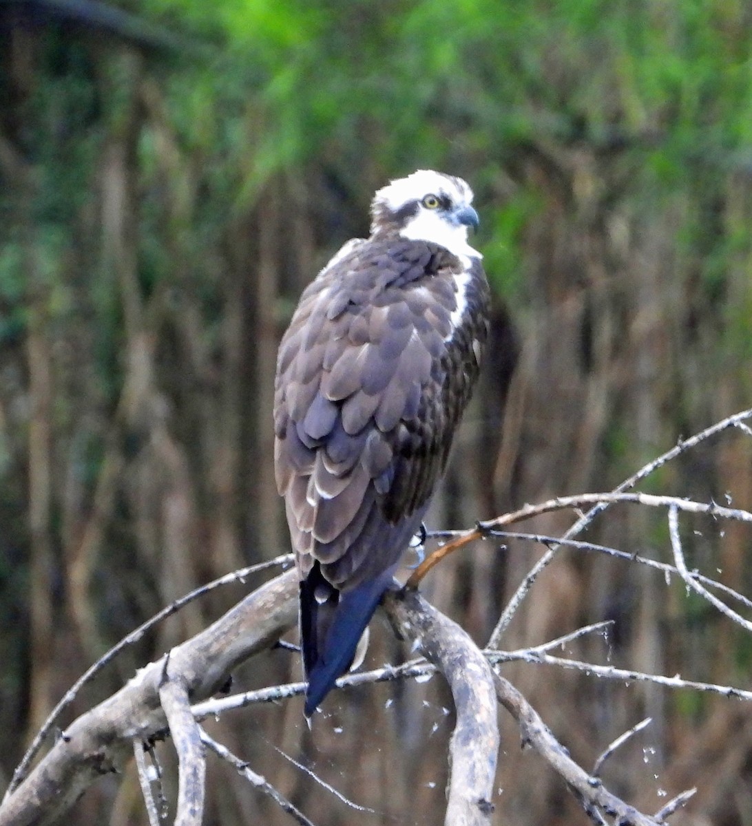 Águila Pescadora - ML617573594