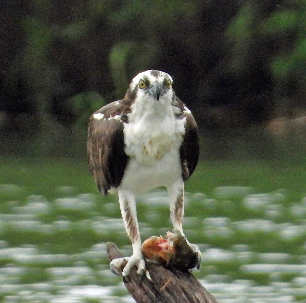 Águila Pescadora - ML617573596