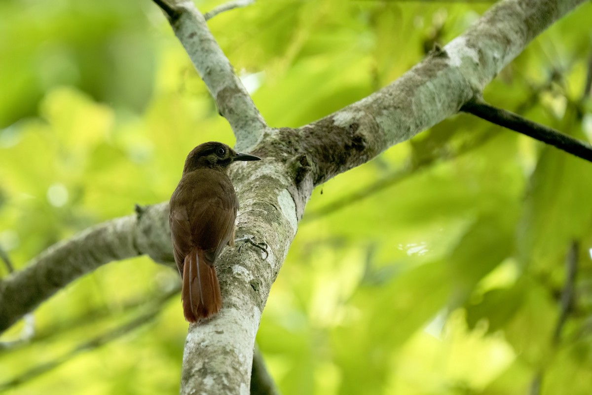 Plain-brown Woodcreeper - Daniel Arndt