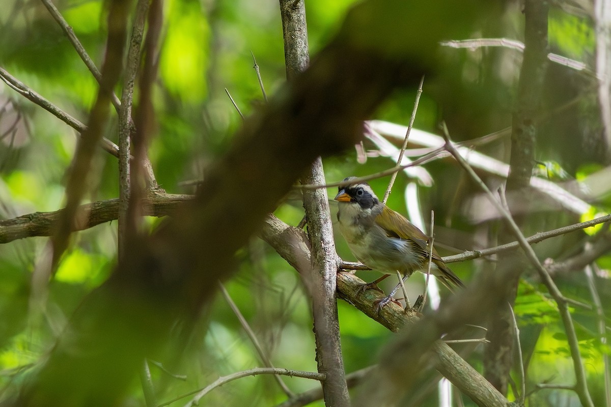 Sao Francisco Sparrow - ML617573665