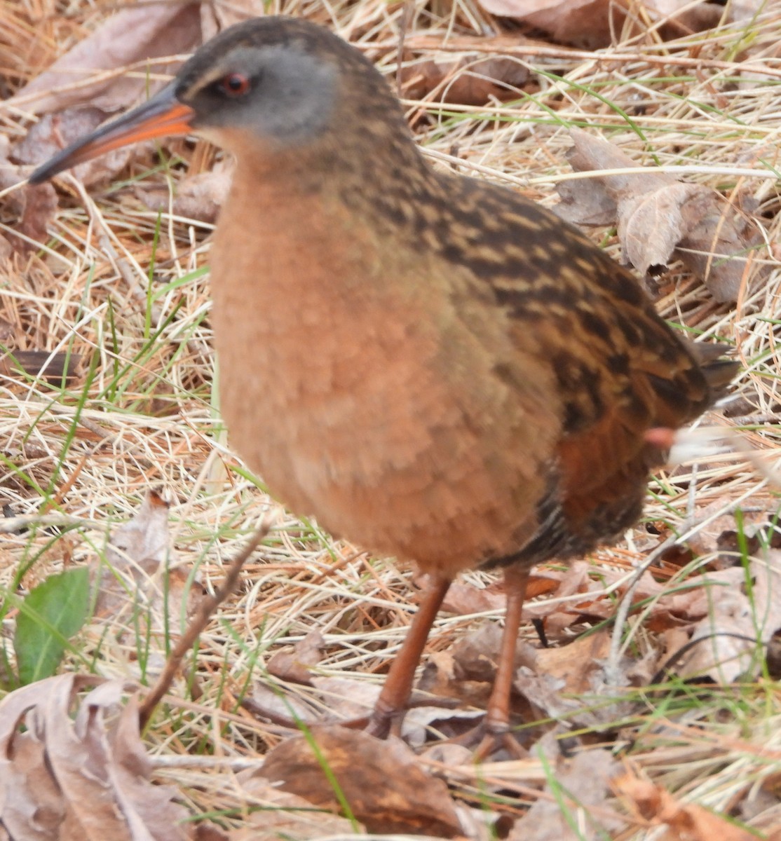 Virginia Rail - ML617573672