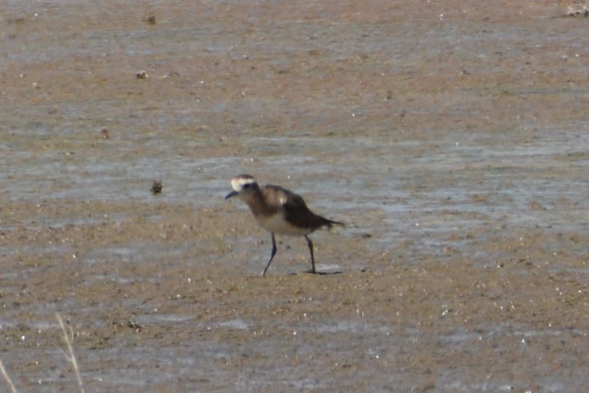 Mountain Plover - ML617573675