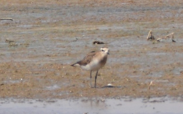 Mountain Plover - ML617573676