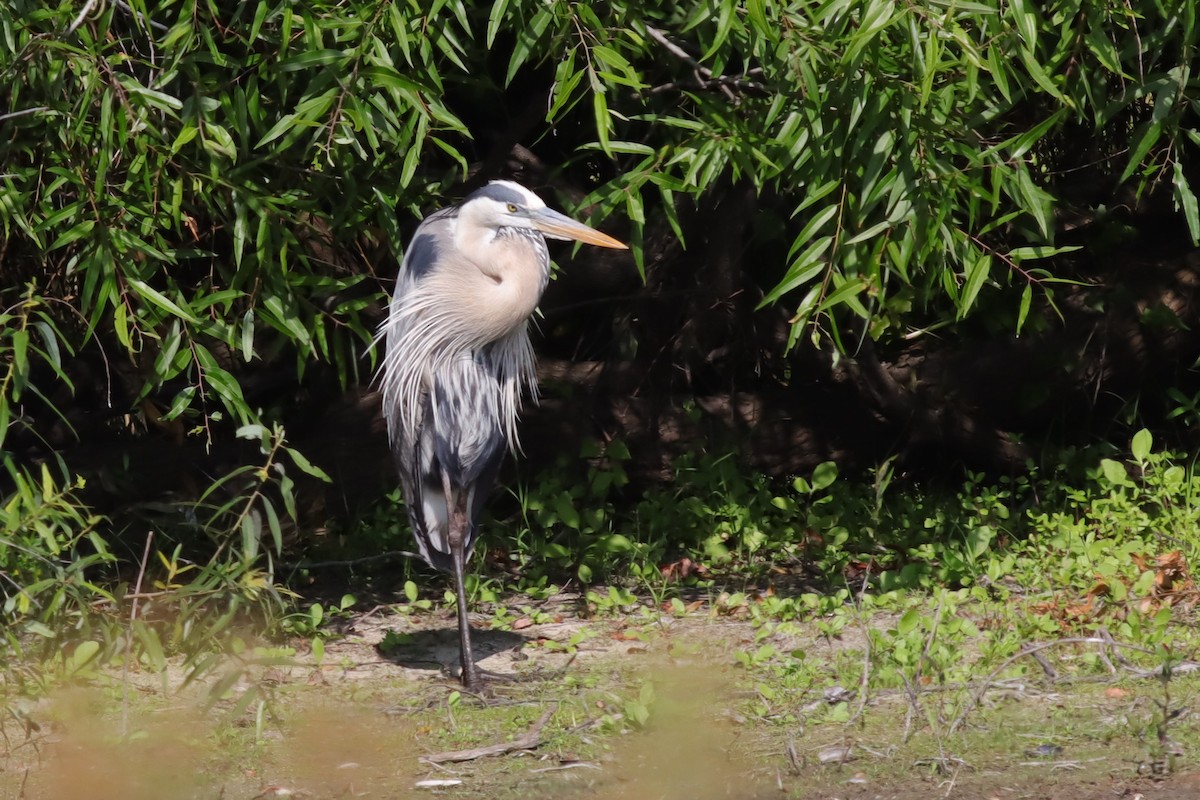 Great Blue Heron - Margaret Viens