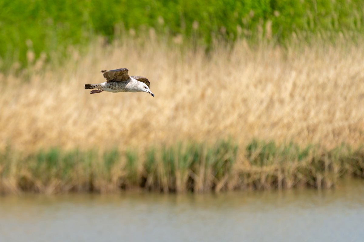 Yellow-legged Gull - ML617573695