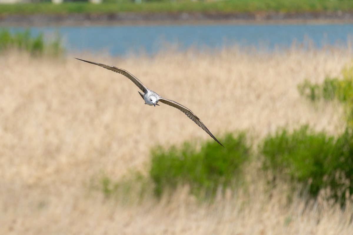 Yellow-legged Gull - ML617573696