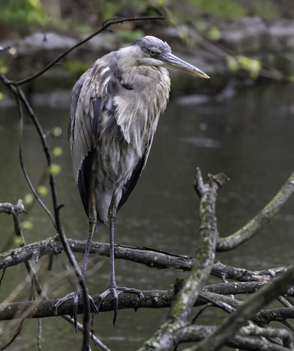 Great Blue Heron - Marisa Hernandez