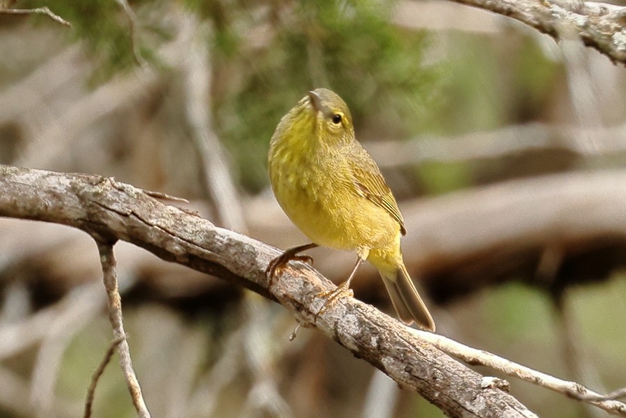 Orange-crowned Warbler - ML617573704