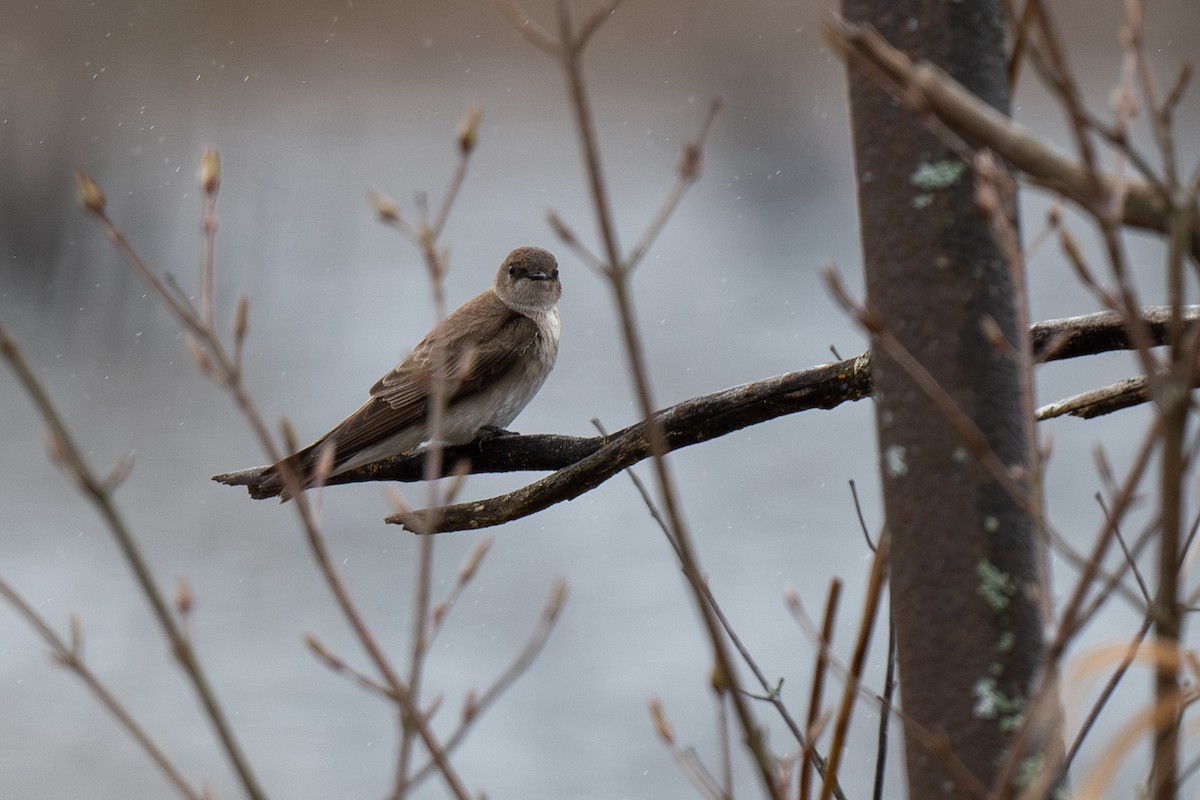 Northern Rough-winged Swallow - ML617573734