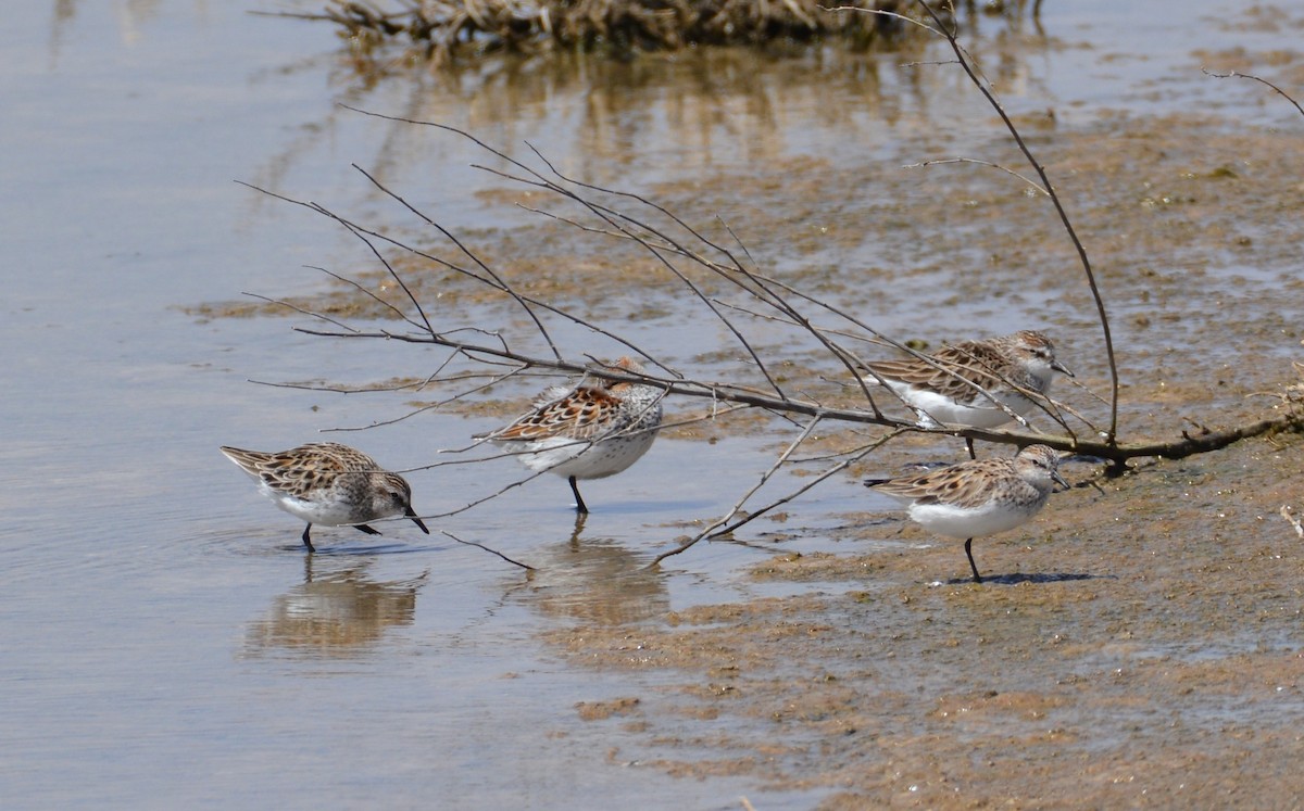 Western Sandpiper - ML617573762