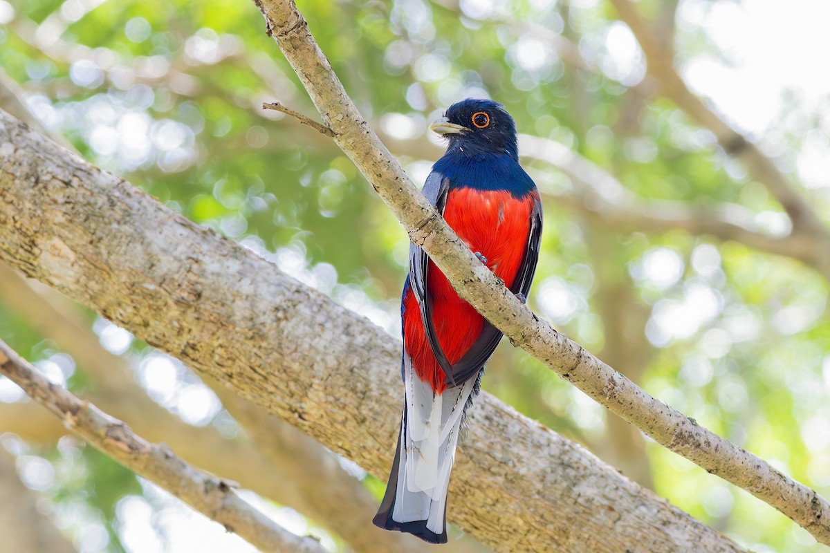 Surucua Trogon (Red-bellied) - ML617573780