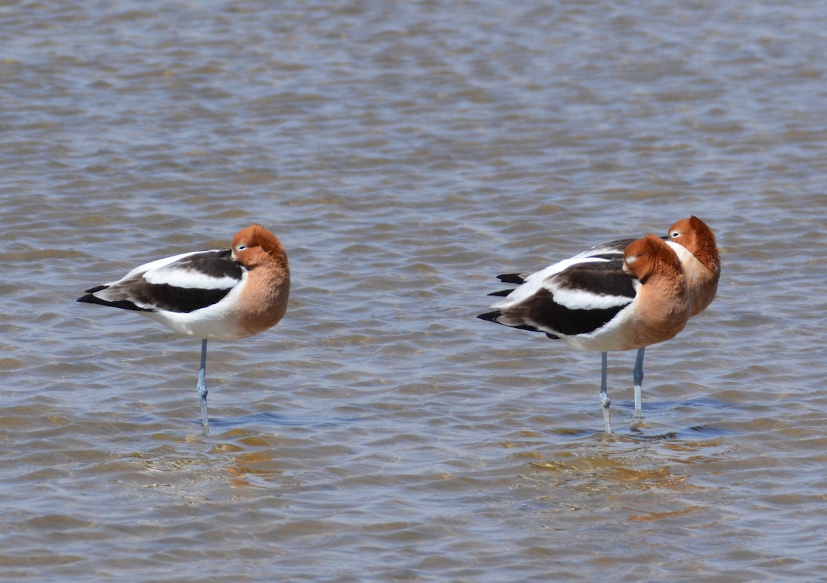 American Avocet - ML617573795