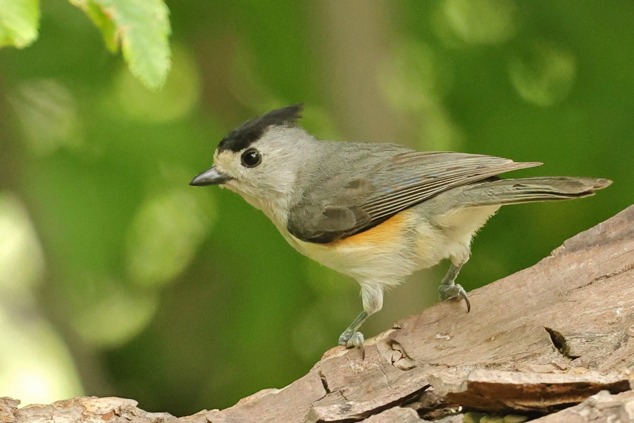 Black-crested Titmouse - ML617573797