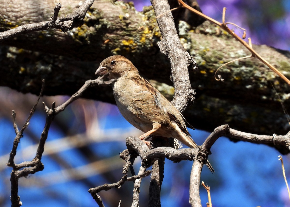 House Sparrow - ML617573838