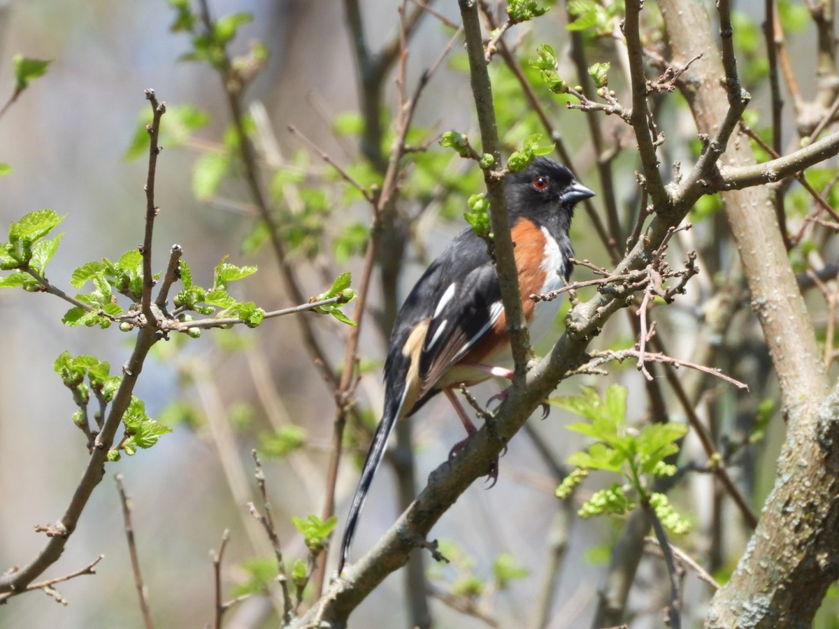 Eastern Towhee - ML617573853