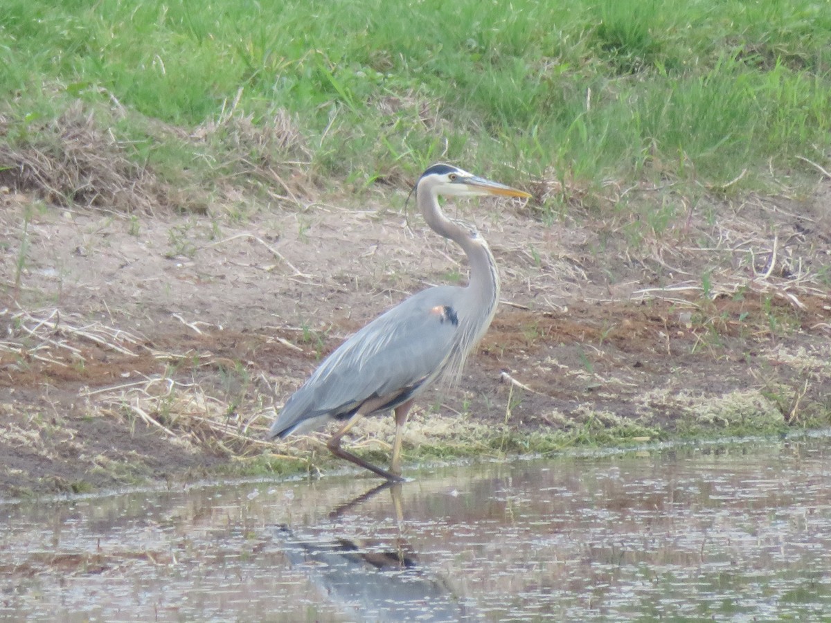 Great Blue Heron - ML617573899