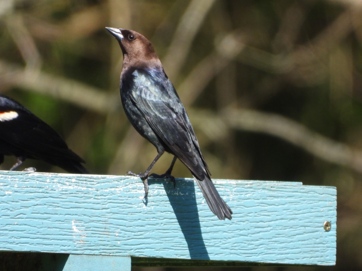 Brown-headed Cowbird - ML617573914