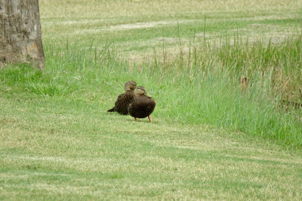 Mottled Duck - ML617573920