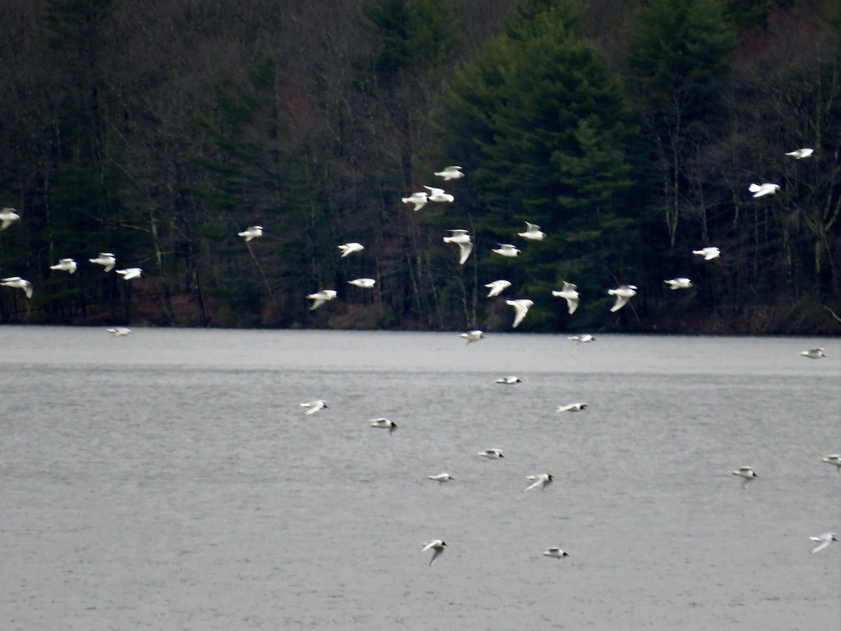 Bonaparte's Gull - ML617573957