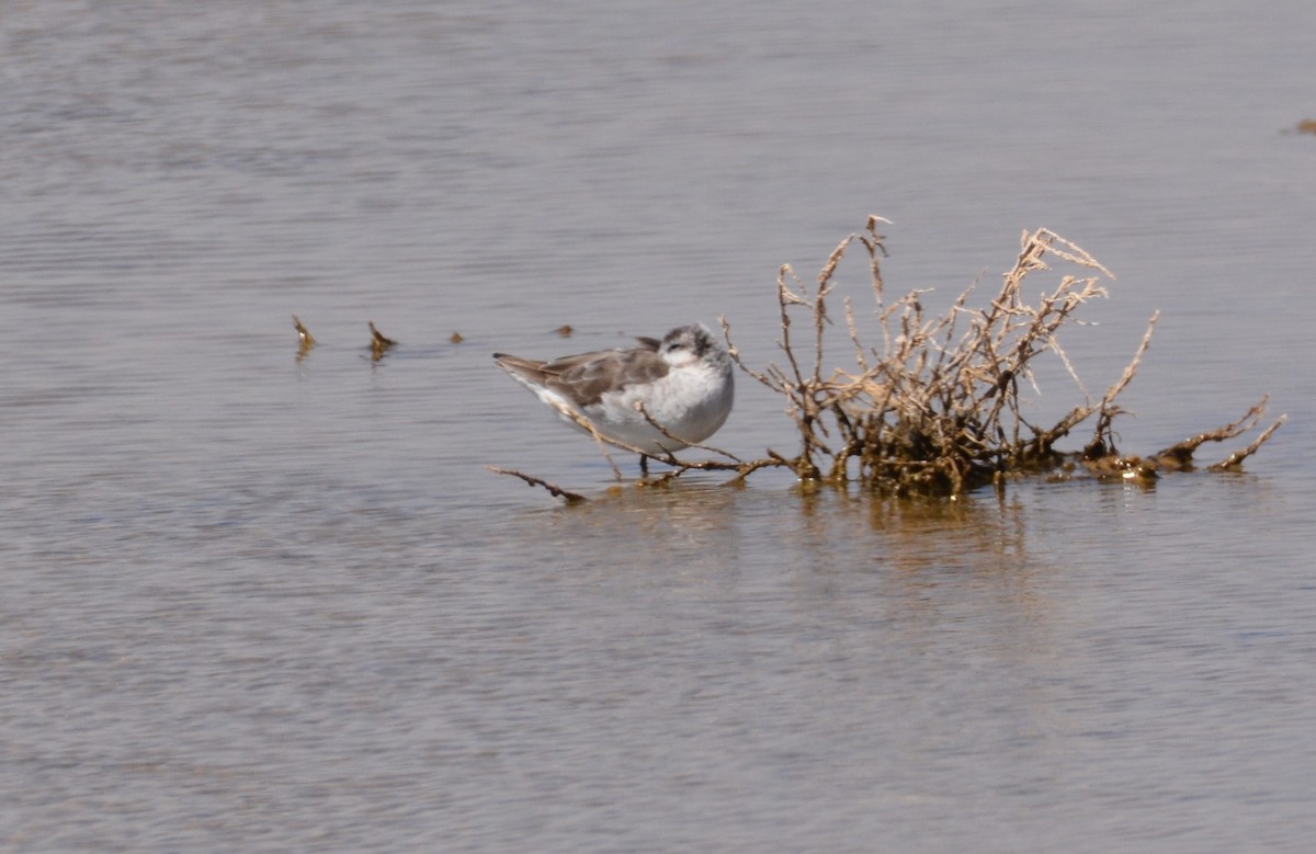 Wilson's Phalarope - ML617573964