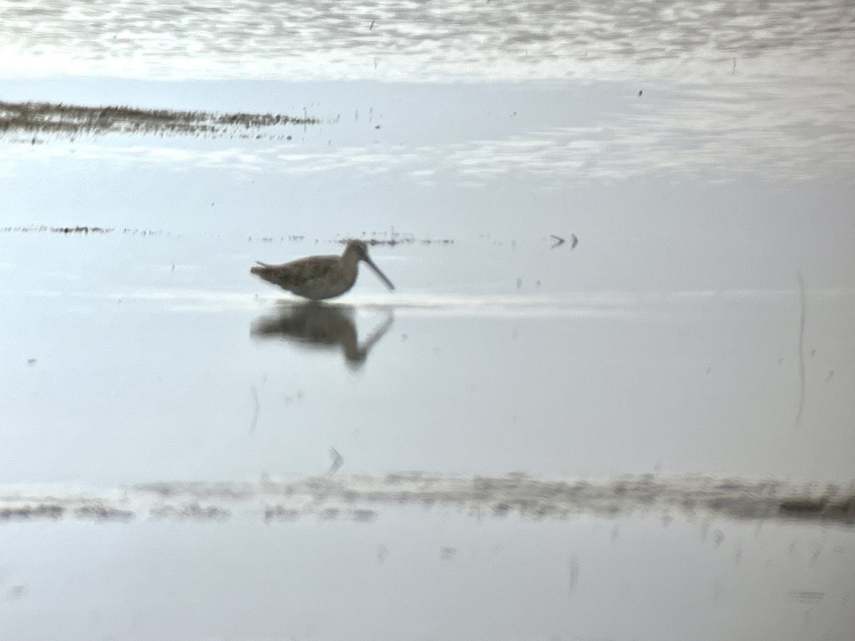 Short-billed Dowitcher - ML617573966