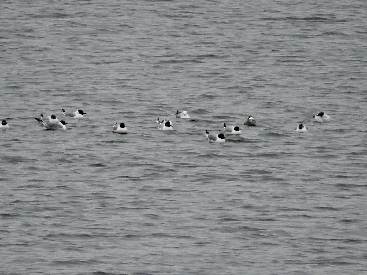 Bonaparte's Gull - ML617573994