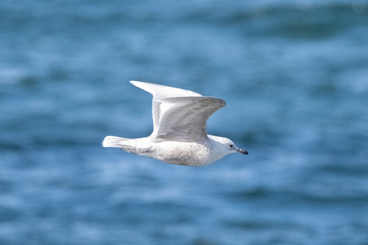 white-winged gull sp. - ML617573997