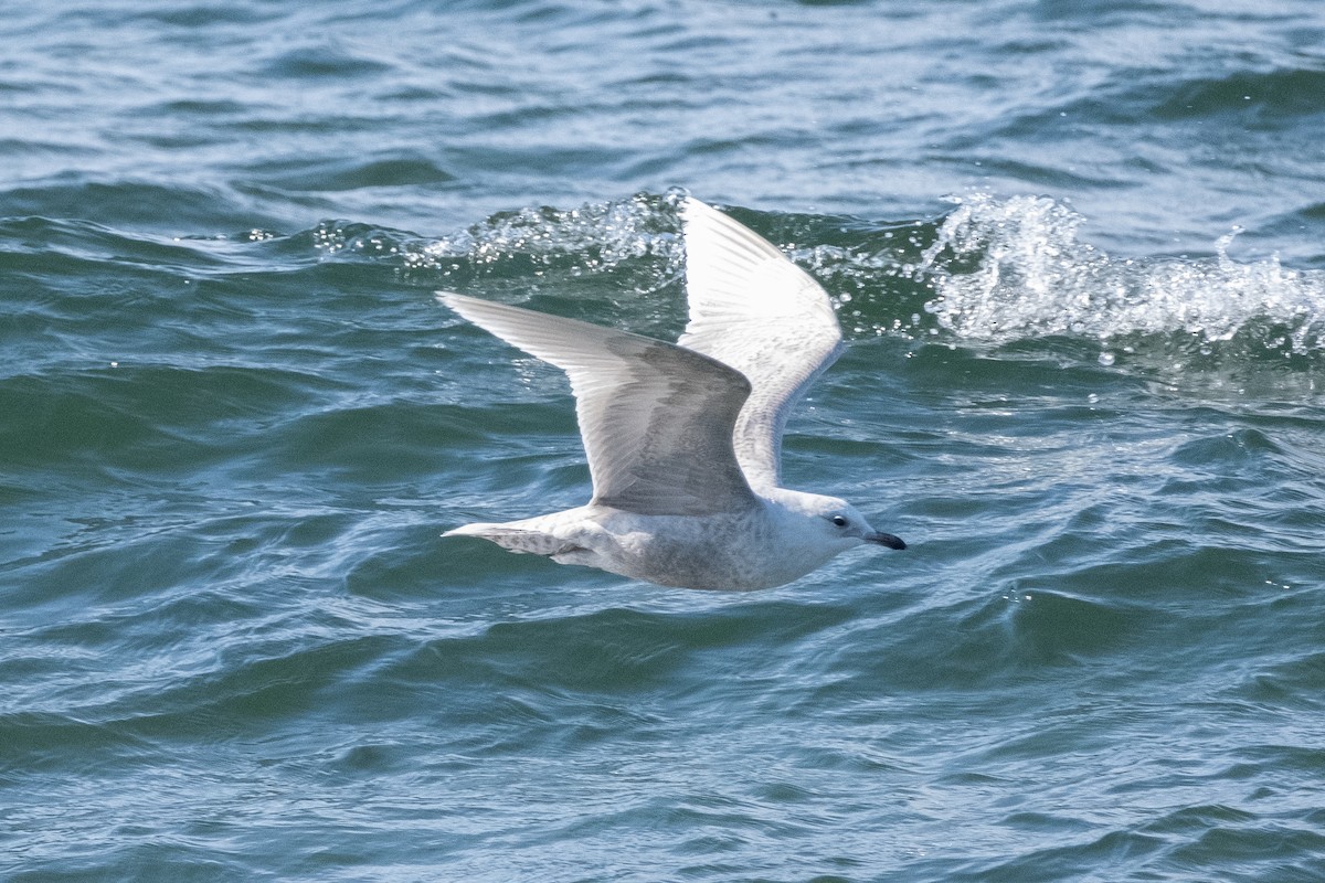 Larus sp. (white-winged gull sp.) - ML617573998