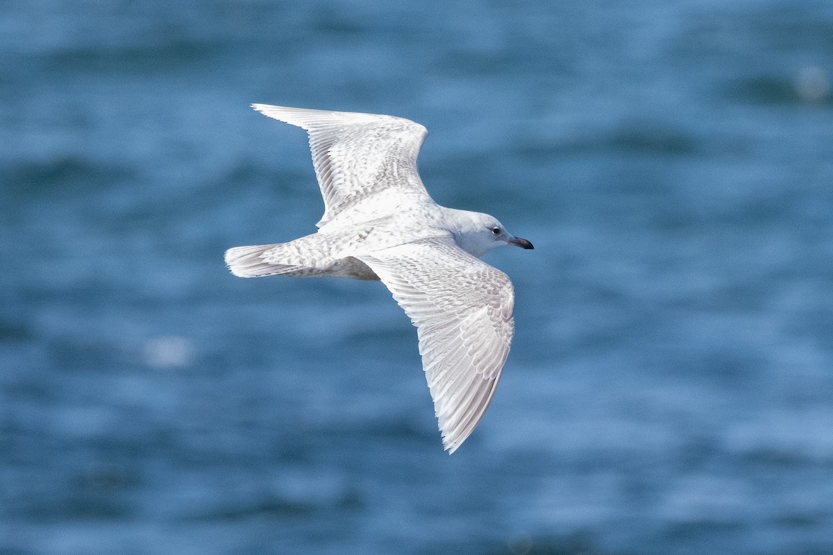 Larus sp. (white-winged gull sp.) - ML617573999