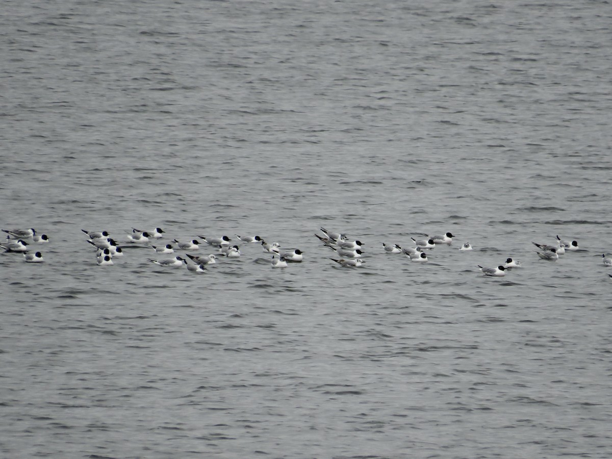 Bonaparte's Gull - ML617574009