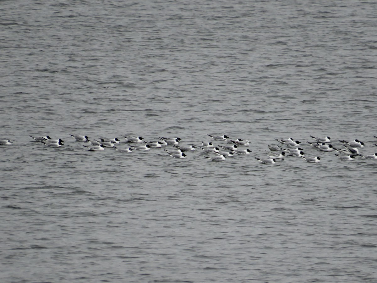 Bonaparte's Gull - ML617574025