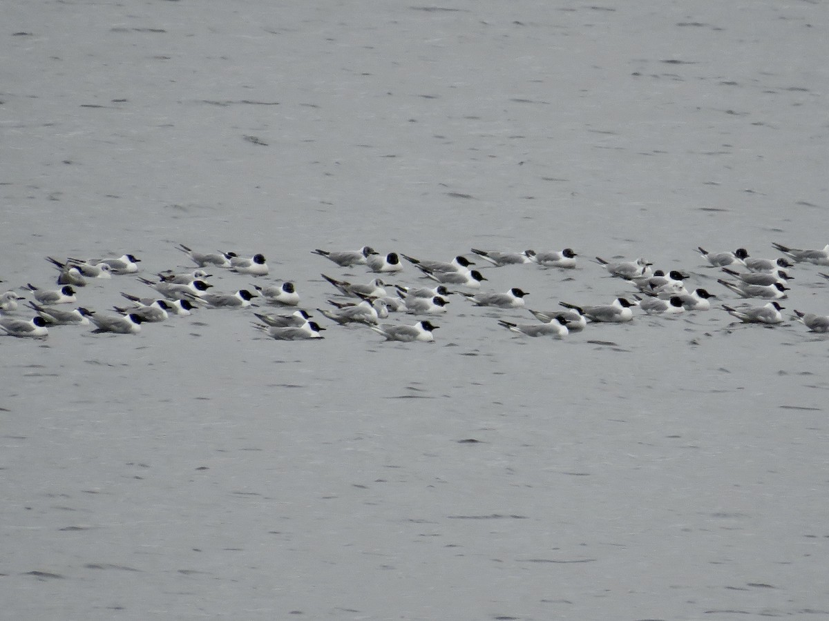 Bonaparte's Gull - ML617574038