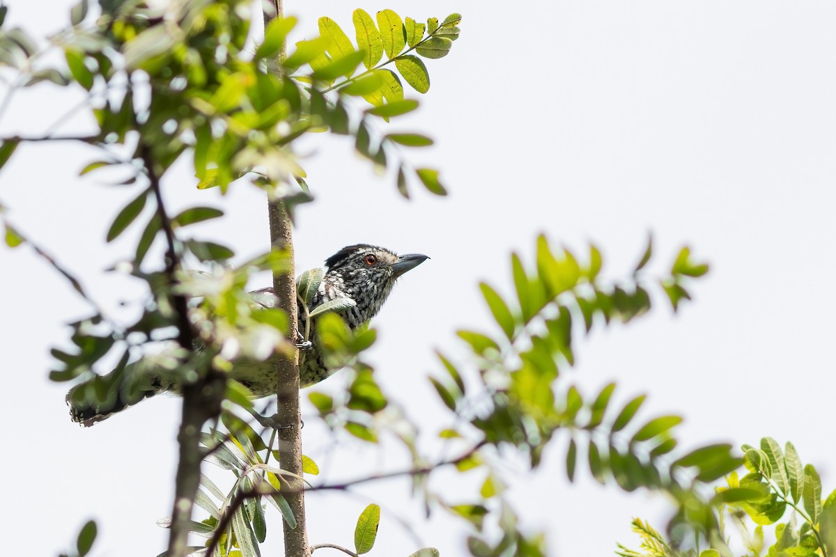 Barred Antshrike (Caatinga) - ML617574041