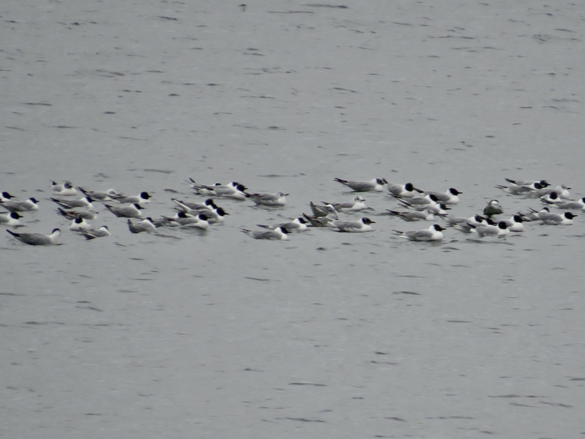 Bonaparte's Gull - ML617574047