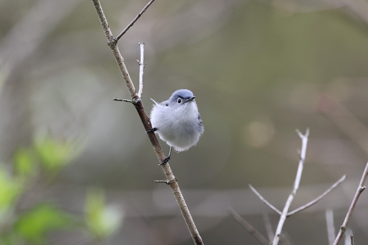 Blue-gray Gnatcatcher - ML617574054