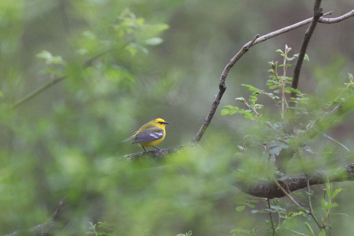 Blue-winged Warbler - ML617574058