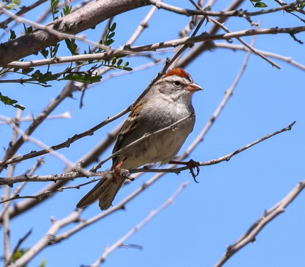 Chipping Sparrow - ML617574067