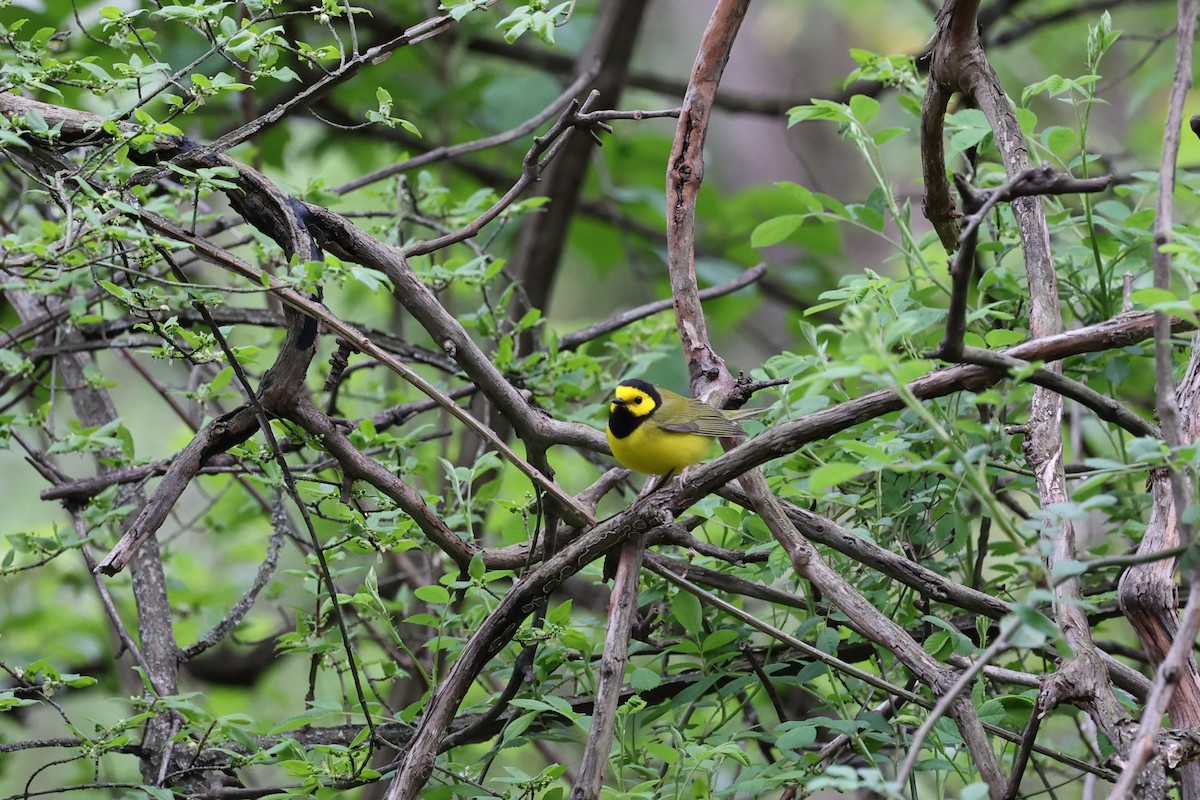 Hooded Warbler - ML617574074