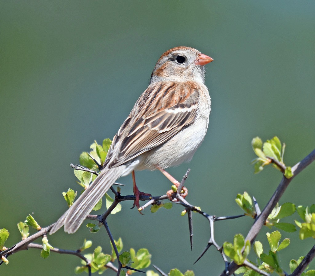 Field Sparrow - ML617574116