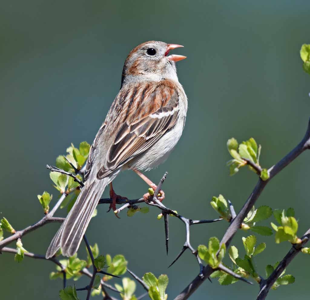 Field Sparrow - ML617574117