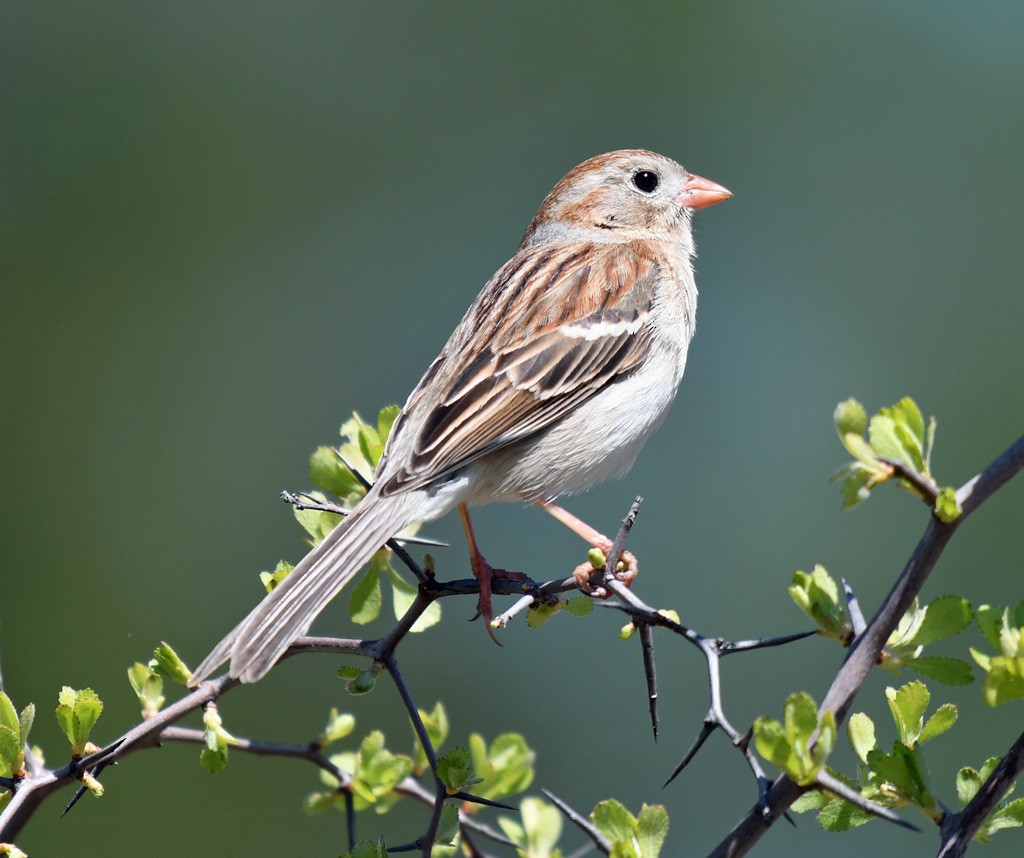 Field Sparrow - ML617574118